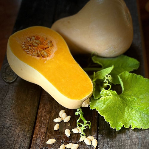 Squash - Standard Butternut - 69CMK