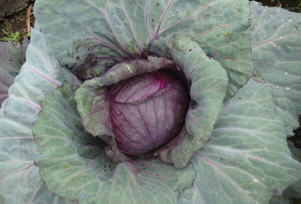 Cabbage - 'Tette Noire' 4RW
