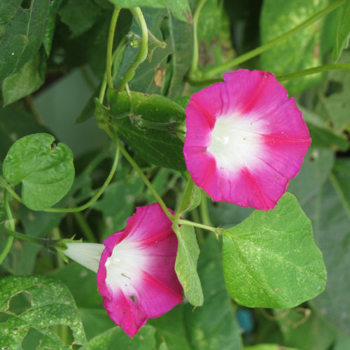 Morning Glory - Crimson - 289RS