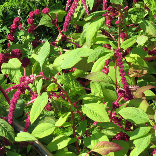 Love Lies Bleeding - 259RS