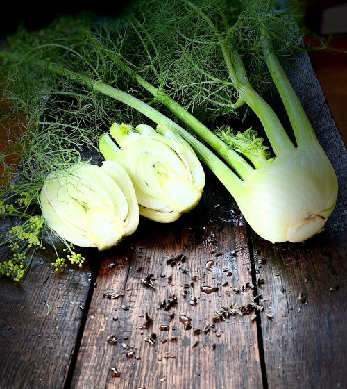 Fennel - Florence - 86RW