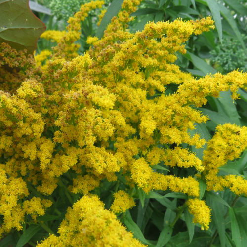 Golden Rod - 292RS