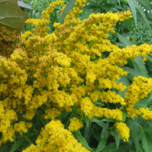 Golden Rod - 25RS