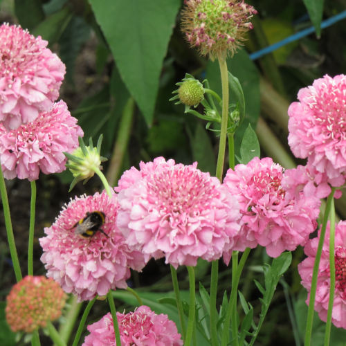 Scabiosa - Pink - 319RS