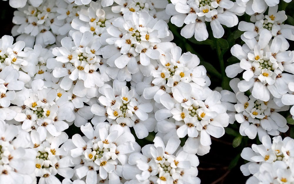 Candytuft - 270RS