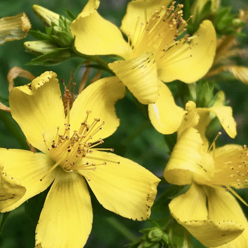 St John's wort - 281RS