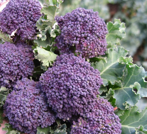 Broccoli - purple sprouting -  242SPH