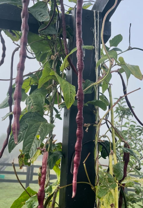 Snake bean mix- 234CMK