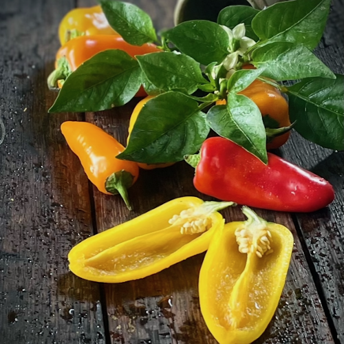 Mini Bell Peppers - 211CMK