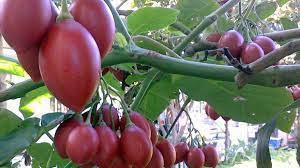 Tamarillo - Teds Red - 258SS