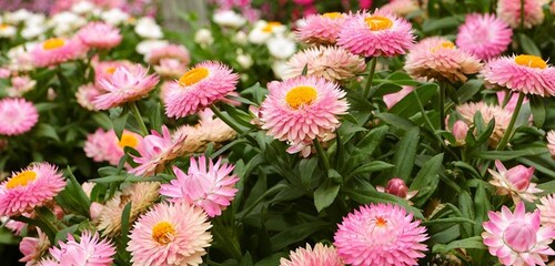 Strawflower - pink - 263SPH