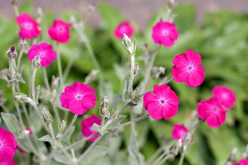 Lychnis Coronaria - Rose Champion - 243SPH