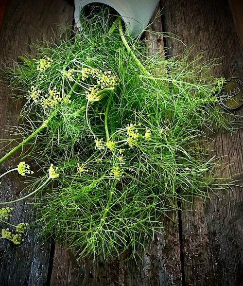 Fennel - Sweet/common - 239SPH