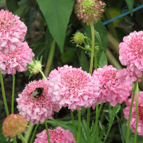 Scabiosa - Pink - 278RS