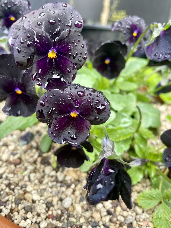 Pansies - black - 362CMK