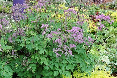 Thalictrum - Meadow Rue - 302SPH
