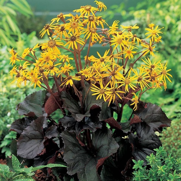 Leopard plant - 261SPH