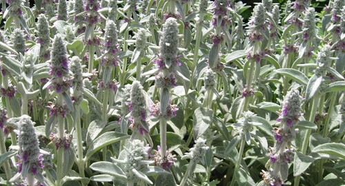 Lambs Ear -