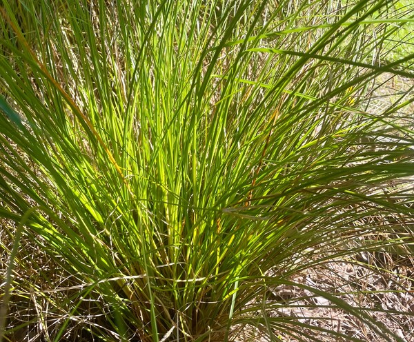 Sedge - makura - 358CMK