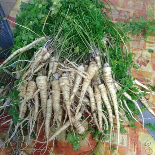 parsley - hamberg 329RW