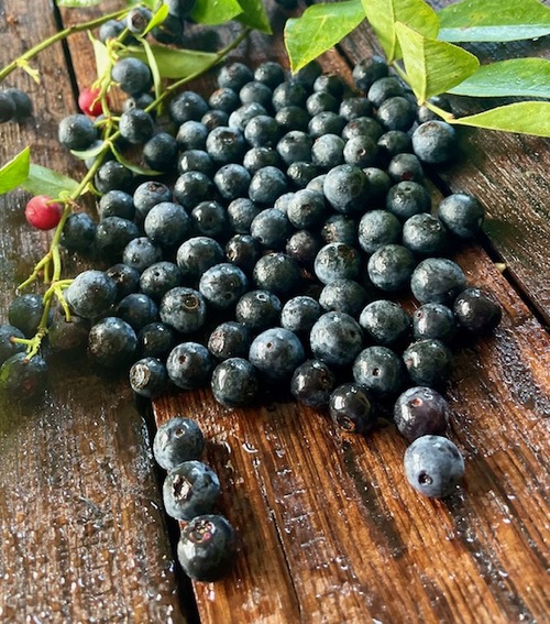 Blueberry - 322CMK
