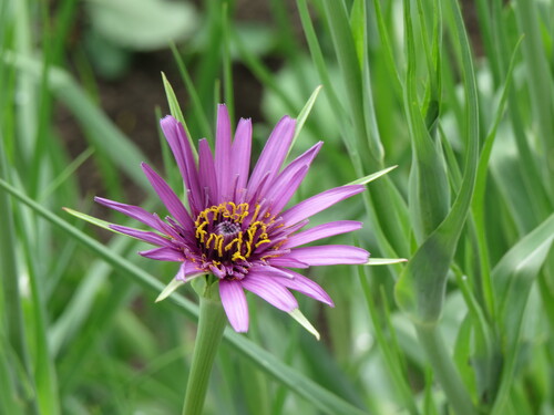 salsify - 60RS