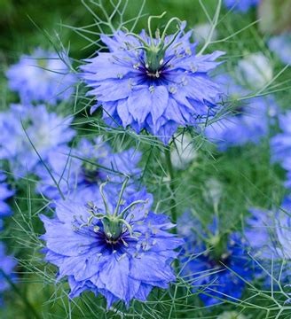 Nigella sativa - 140RS