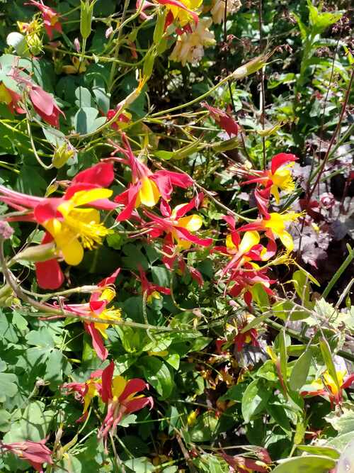 Aquilegia - Mixed colours - 56SPH