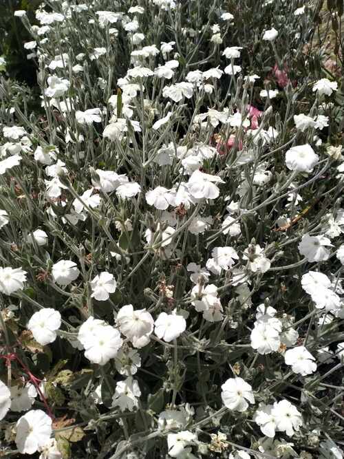 Lychnis - Coroaria Alba - 293SPH