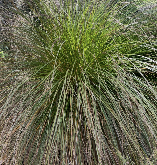 Sedge - forest- 360CMK