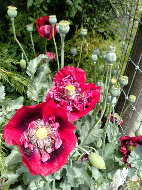 Poppy - Papaver - SPH