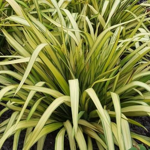 Flax - Variegated New Zealand Green - 274SS