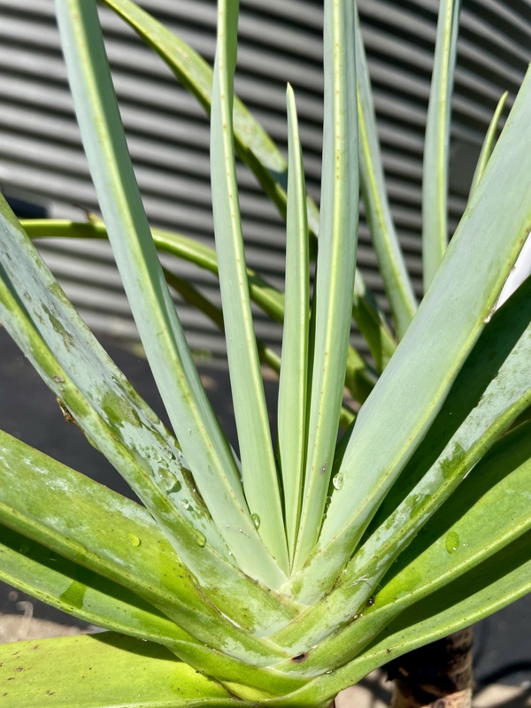 Fan aloe - 393CMK