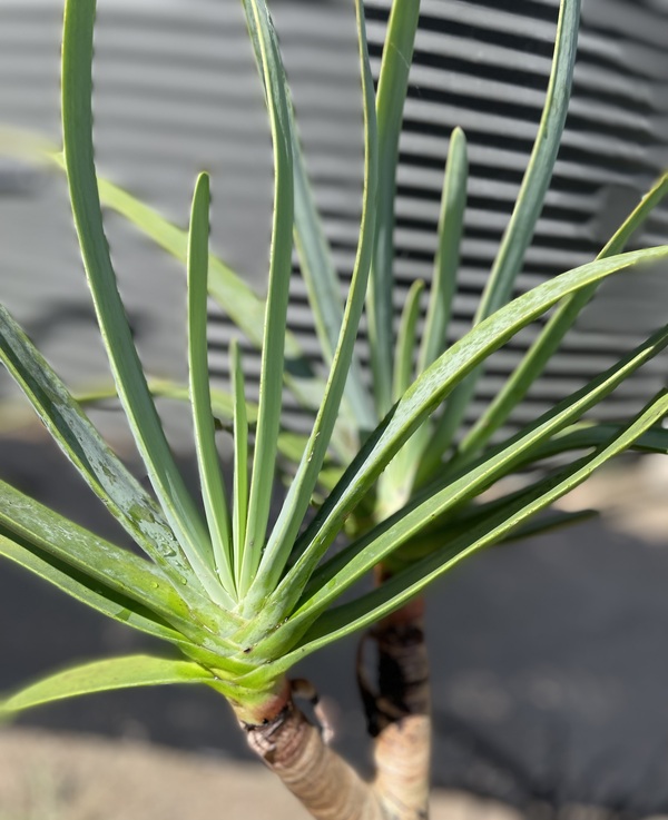 Fan aloe - 393CMK