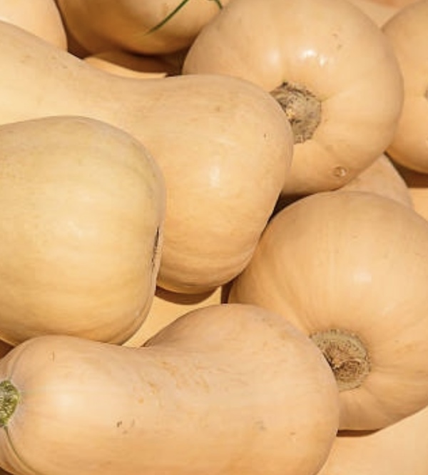 Squash - Standard Butternut - 69CMK