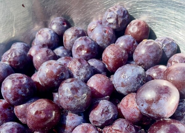 plum - Carla's cooking plum - 361CMK