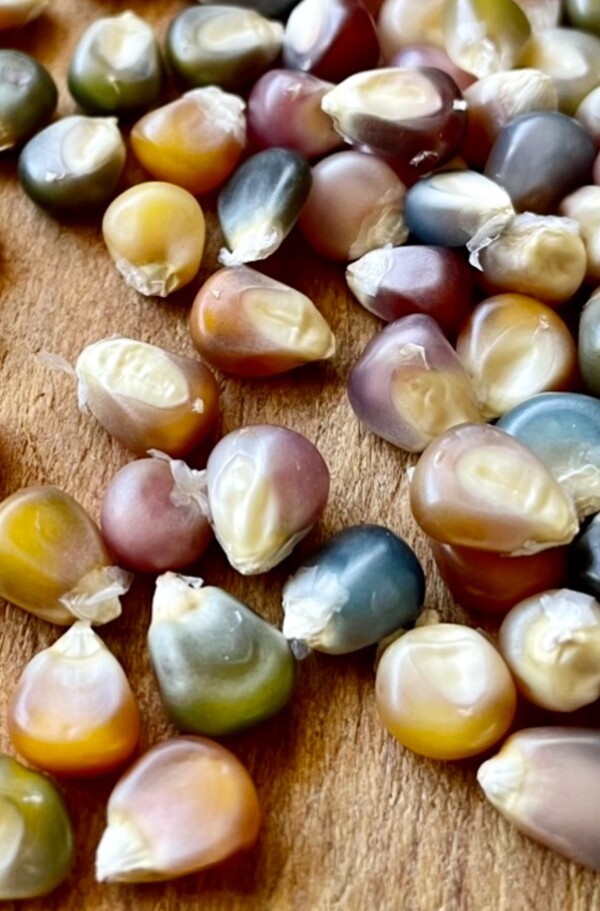 Popping Corn - glass gem - 100CMK