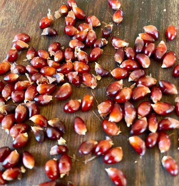 Popping corn - ruby red - 9CMK