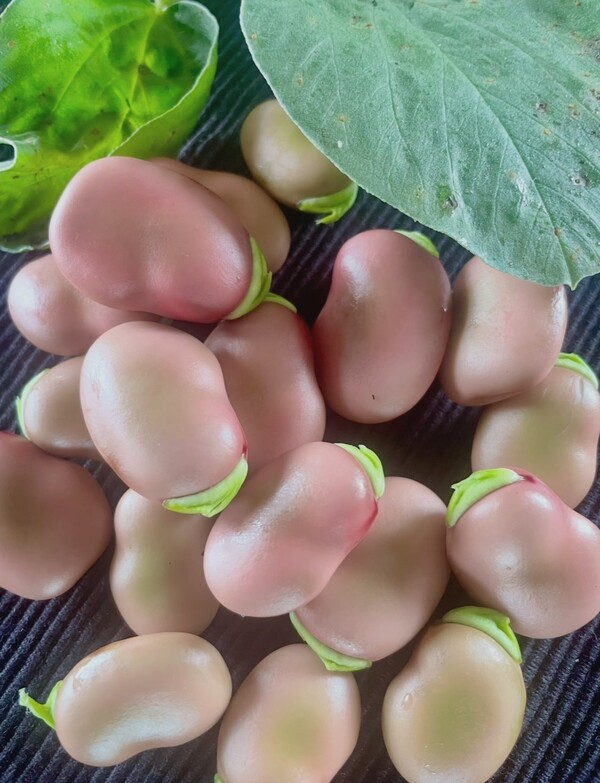 broad bean - Lucifer - 373CMK