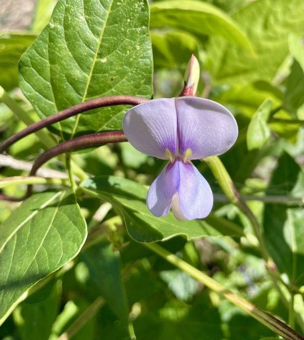 Snake bean mix- 234CMK