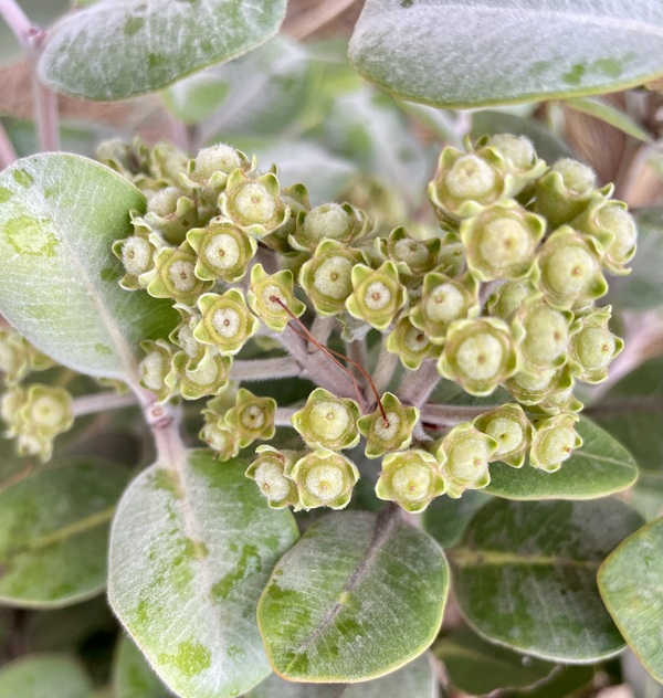 Pohutukawa - Dwarf Tahitian - 120CMK