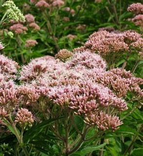 Hemp agrimony - 312SPH