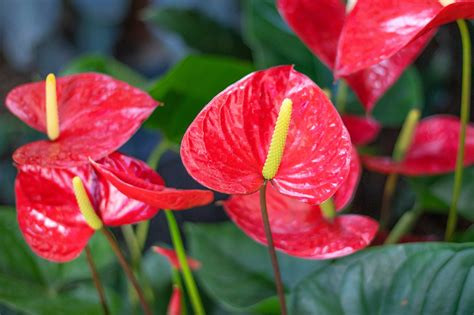Red Anthurium - SPH
