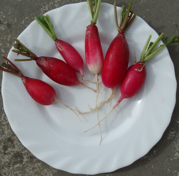 Radish - spring Grex cross  - 96RW