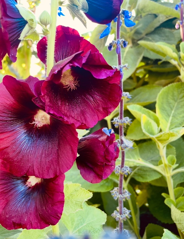 Hollyhock - magenta - 391CMK