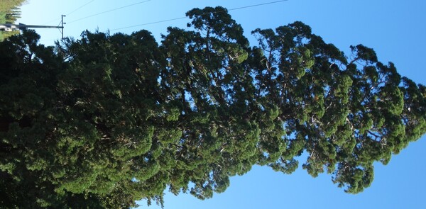 Sequoiadendron - giganteum
