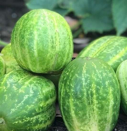 cucumber - round green - 399SS