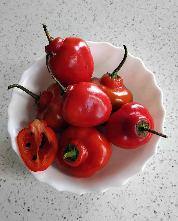 pepper - rocoto - 402SS