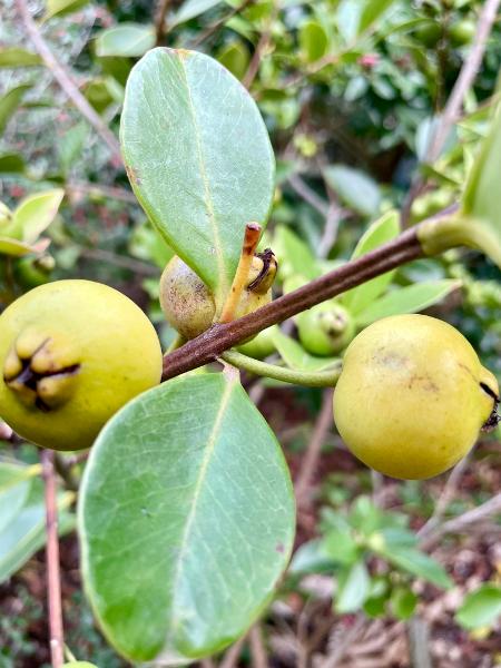Guava - yellow cherry - 215CMK