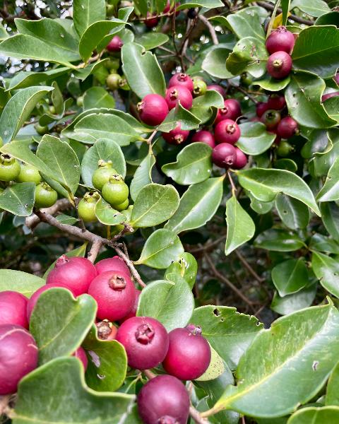 Guava - Red Cherry - 317CMK
